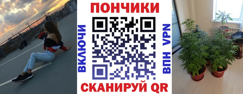 купить   Кяхта  Канабис семена 